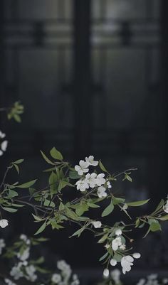 some white flowers and green leaves on a branch