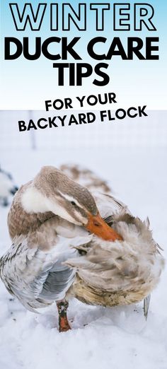 two ducks in the snow with text overlay that reads winter duck care tips for your backyard flock