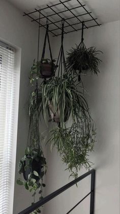 some plants are hanging up on the wall