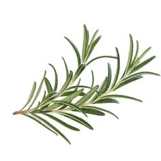 a branch of rosemary on a white background