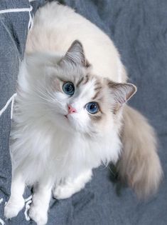 a white cat with blue eyes sitting on top of a couch next to a pillow