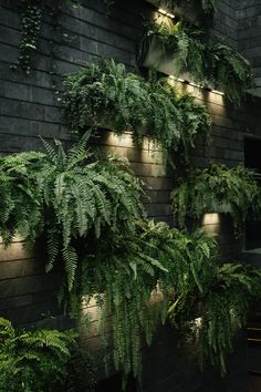 plants are growing on the side of a brick building with lights shining down from it