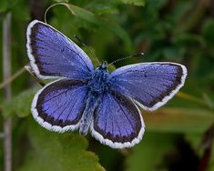 a blue butterfly sitting on top of a green leaf