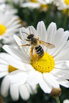 a bee sitting on top of a white flower next to yellow and white daisies