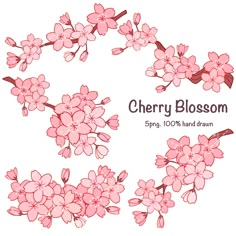 the cherry blossom is shown in pink and white