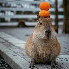 a capybara with two oranges on its head