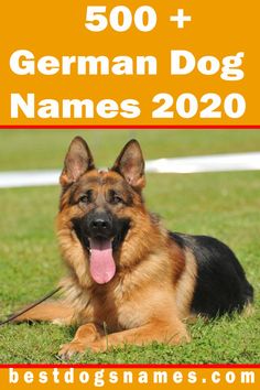 a german shepherd dog laying in the grass with its tongue out and his name on it