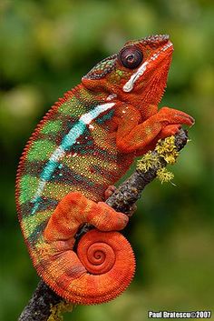 an orange and green chamelon is sitting on a tree branch with its tail curled up