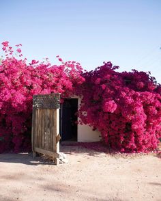 pink flowers are growing on the side of a white building with an open wooden door