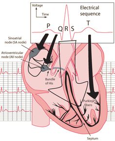 an image of the heart with ect and electrocardiogramia on it