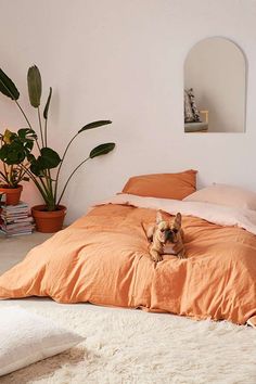 a small dog sitting on top of an orange comforter in a room with white walls