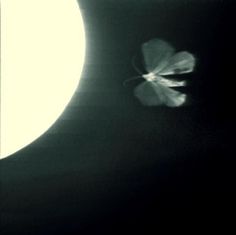 a butterfly is flying in front of the moon