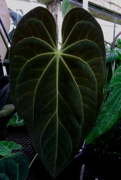 a large heart shaped plant in a greenhouse