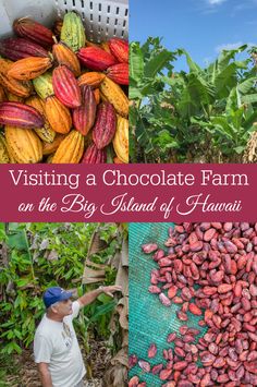 a man standing next to a pile of cocoa beans