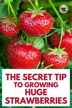 the secret tip to growing huge strawberries