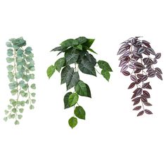 three different types of plants are shown in this image, one is green and the other is purple