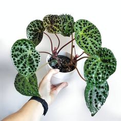 a hand is holding a potted plant with green leaves on the top and bottom