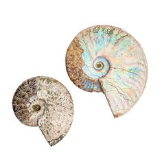 two seashells are shown on a white background