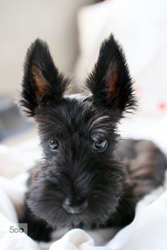 a small black dog laying on top of a bed