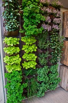 a vertical garden wall with plants growing on it