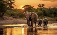 an adult elephant and two baby elephants are walking in the water at sunset or dawn