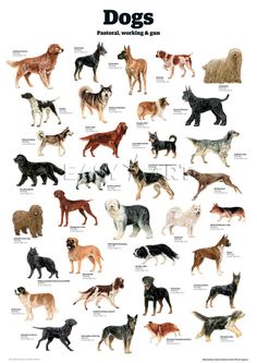 an image of dogs that are all different colors and sizes, with the words dogs below them