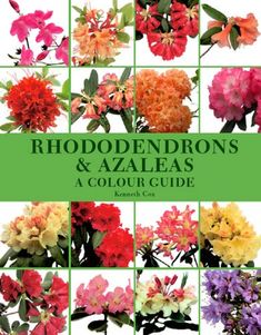 rhododendrons and azaleas a color guide