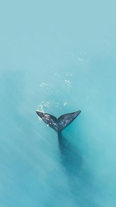 a whale's tail is sticking out of the blue water in this aerial photo