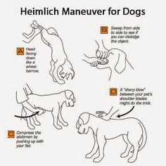 an animal diagram with instructions for how to use the dog's body and head