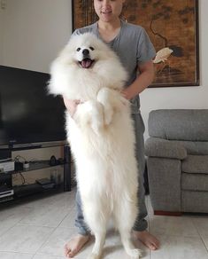 a man holding a large white dog in his arms while standing next to a couch