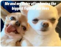 two small dogs with their mouths open and one is holding the other dog's head