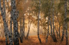 Birch Forest, Russia City, Fall Pictures, Autumn Forest, Autumn Trees, Landscape Photos, Painting Inspiration, Landscape Art, Beautiful Nature