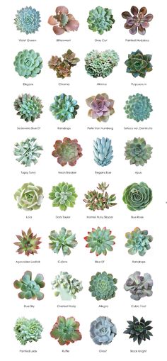 a bunch of different types of succulents