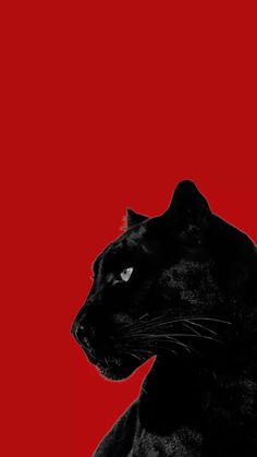 a black cat sitting in front of a red background