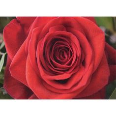 a red rose with green leaves in the foreground