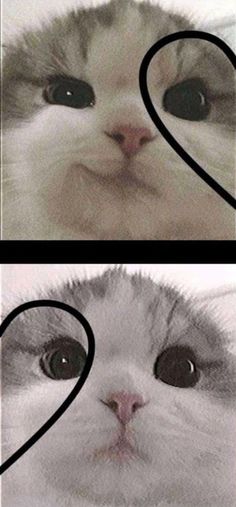 two pictures with the same cat's face and one has heart shaped eyes in it