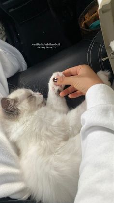 a person petting a white cat on the back of a car's seat