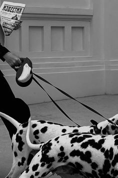 a woman sitting on the ground with two dalmatian dogs and reading a book