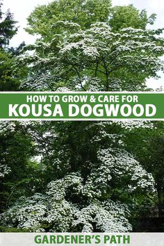 a white dogwood tree with the words how to grow and care for kousa dogwood