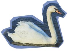 a white swan floating on top of water next to a blue background with the letter v in it's center