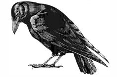 a black and white drawing of a bird