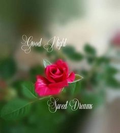 a pink rose with the words good night and sweet dreams