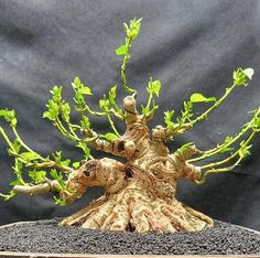 a bonsai tree is growing out of the ground