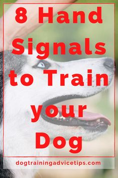 a dog is being petted by its owner with the words 8 hand signals to train your dog