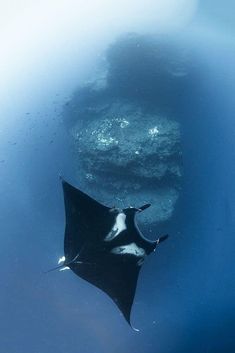 a manta ray swims through the water near an underwater rock in the ocean