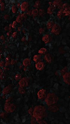 a bunch of red roses that are in the dark