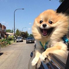 a dog sticking its head out the window of a car with it's tongue hanging out