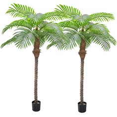 three palm trees in black pots on a white background