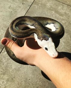 a hand holding a fake snake in it's right hand on the ground,