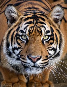 a close up of a tiger looking at the camera